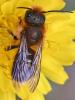 Osmia brevicornis